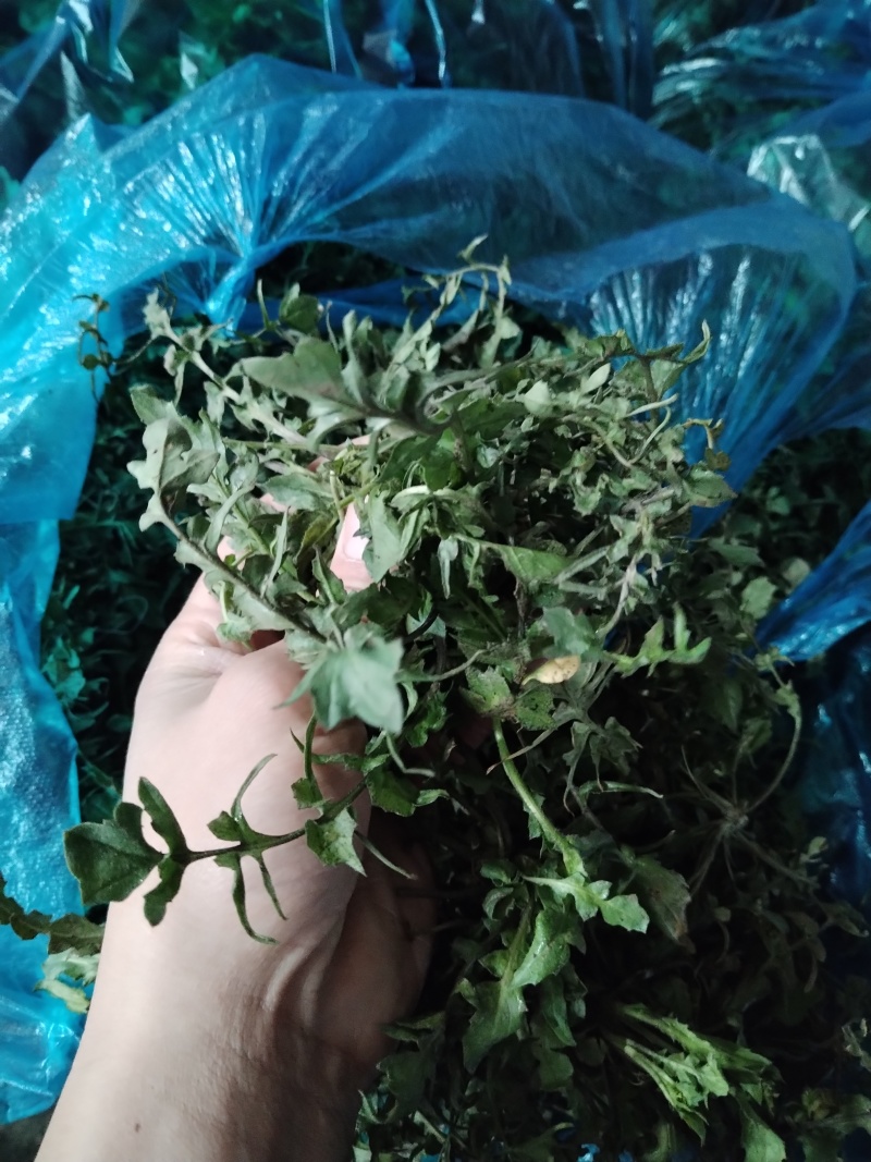野生荠菜