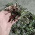 野生荠菜