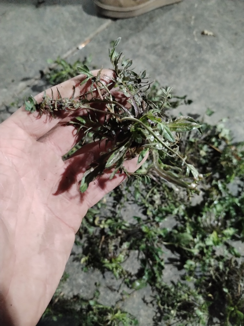 野生荠菜