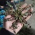 野生荠菜