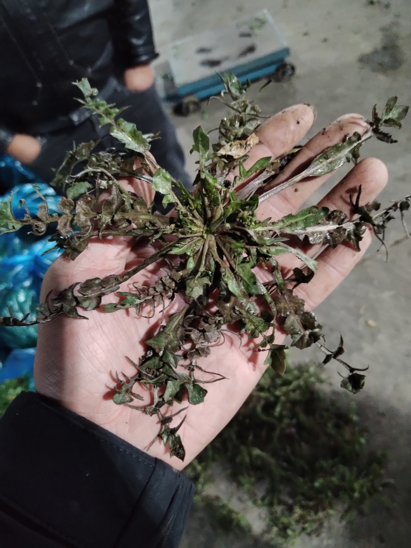 野生荠菜