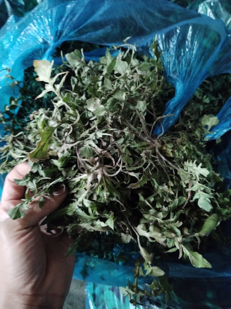 野生荠菜