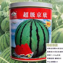 超级京欣西瓜种子籽早熟红瓤甜脆多汁西瓜种子大果高产抗病西