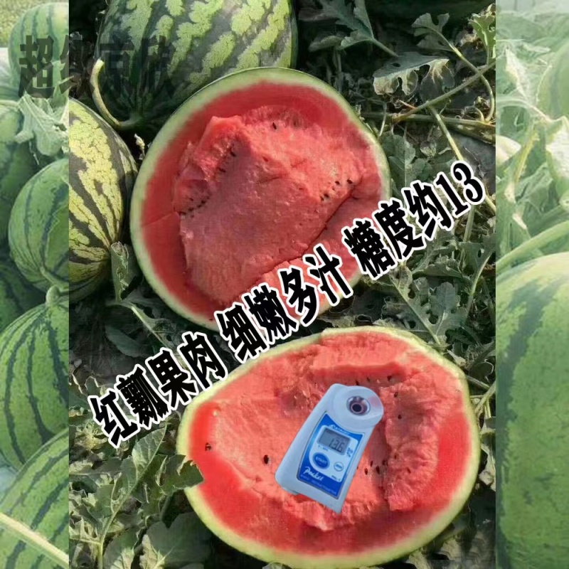 超级京欣西瓜种子籽早熟红瓤甜脆多汁西瓜种子大果高产抗病西