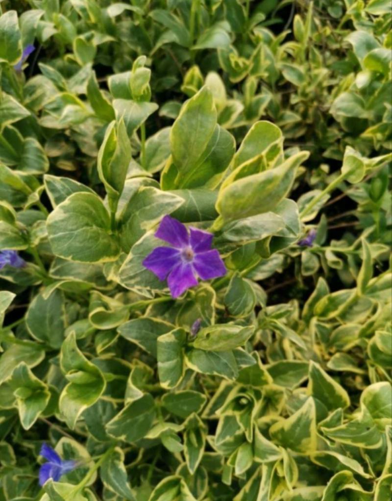 花叶蔓苗