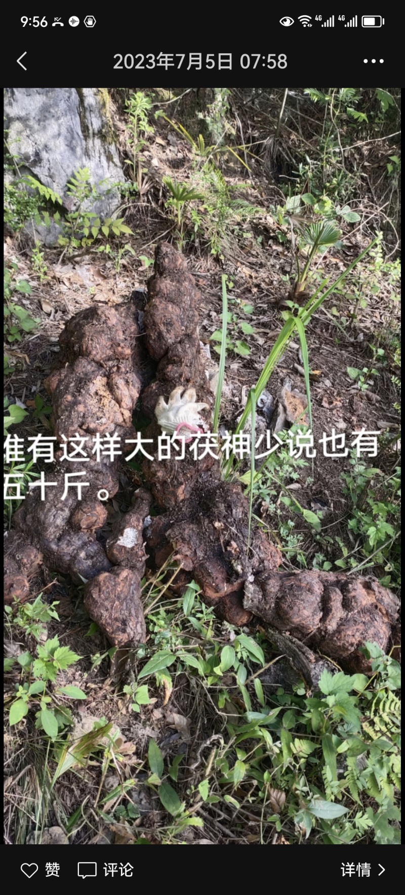 特级茯苓菌种/自家基地/保质保量/全国供应批发
