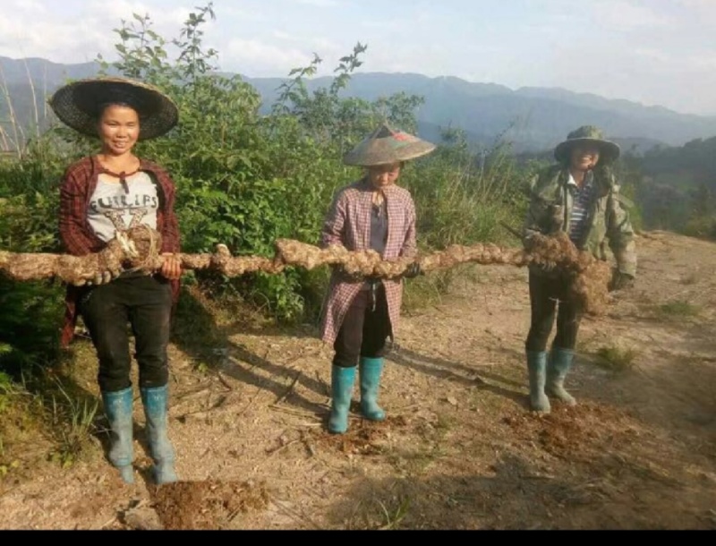 特级茯苓菌种/自家基地/保质保量/全国供应批发