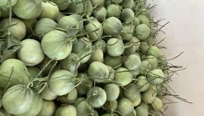 绿宝甜瓜产地一手货源量大从优全国发货