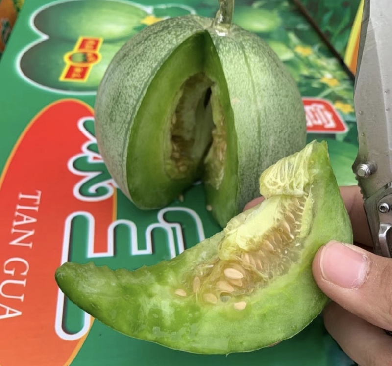 绿宝甜瓜产地一手货源量大从优全国发货