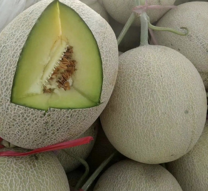 【哈密瓜】精品山东网纹瓜基地直供质量保证全国发货