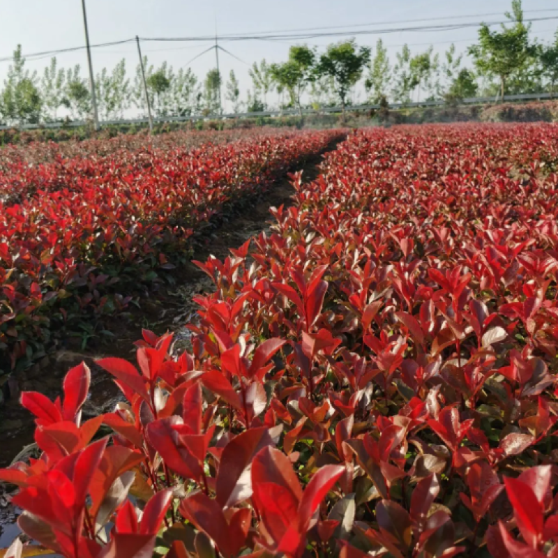 红叶石楠苗圃直发价格美丽品质保证支持视频看货