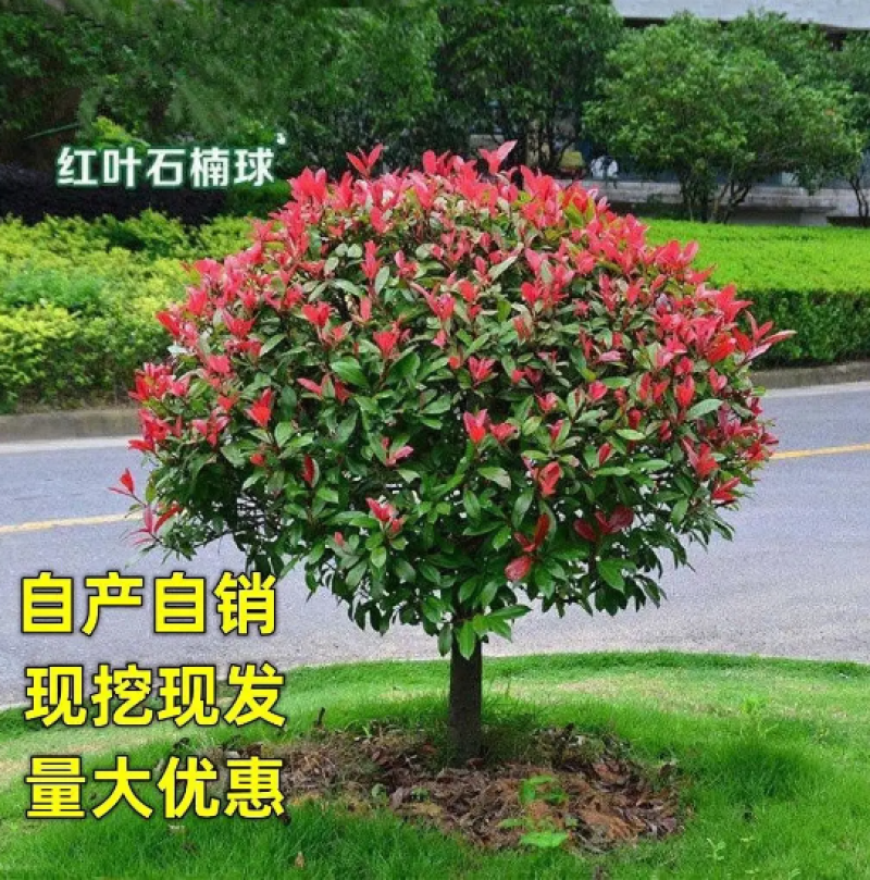 红叶石楠苗圃直发价格美丽品质保证支持视频看货