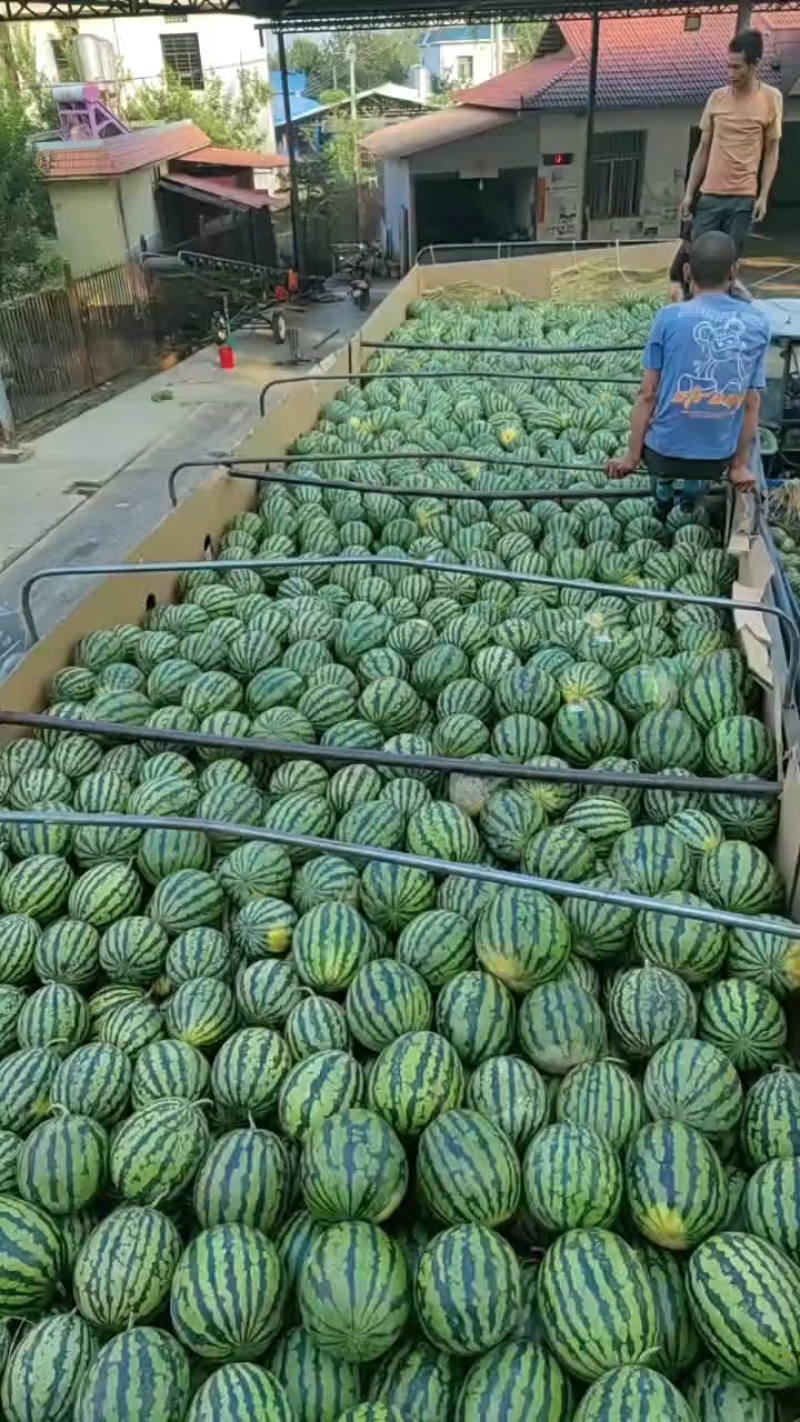 云南甜王西瓜，电商，商超，包熟包甜，保质保量