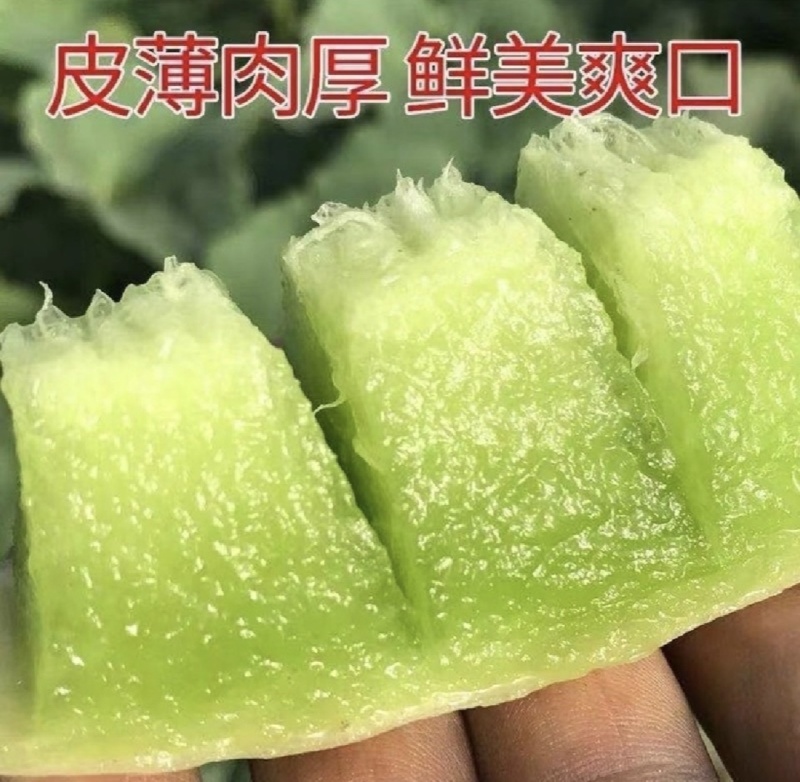 山东省潍坊市寿光玉姑甜瓜等大量市欢迎大家前来采购