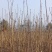 红油香椿芽头茬嫩芽产地直销，批发，代收全国发货
