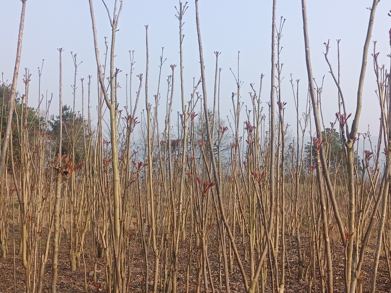 红油香椿芽头茬嫩芽产地直销，批发，代收全国发货