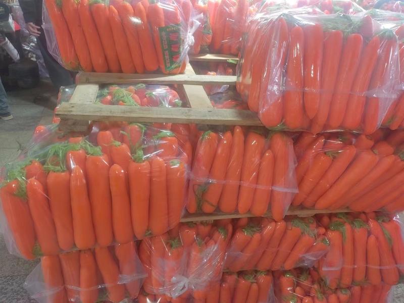 山东胡萝卜三红胡萝卜产地直发规格齐全对接全国商超