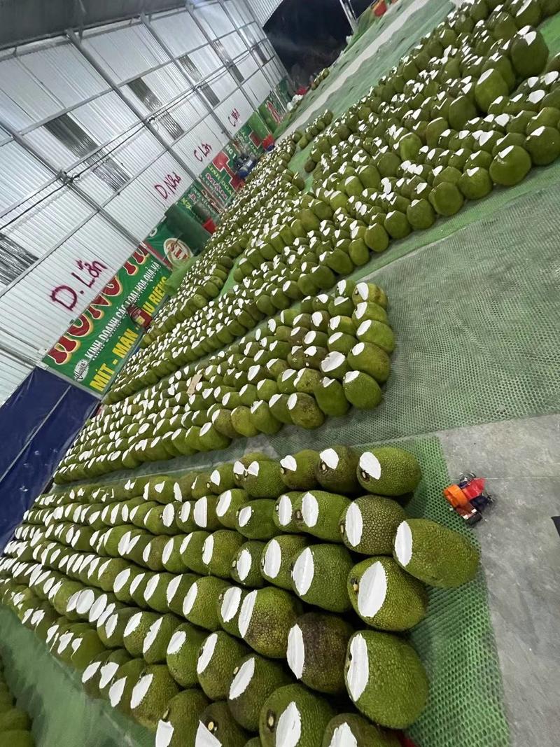红肉泰8菠萝蜜产地现采现发可大量供货市场社区美团电商