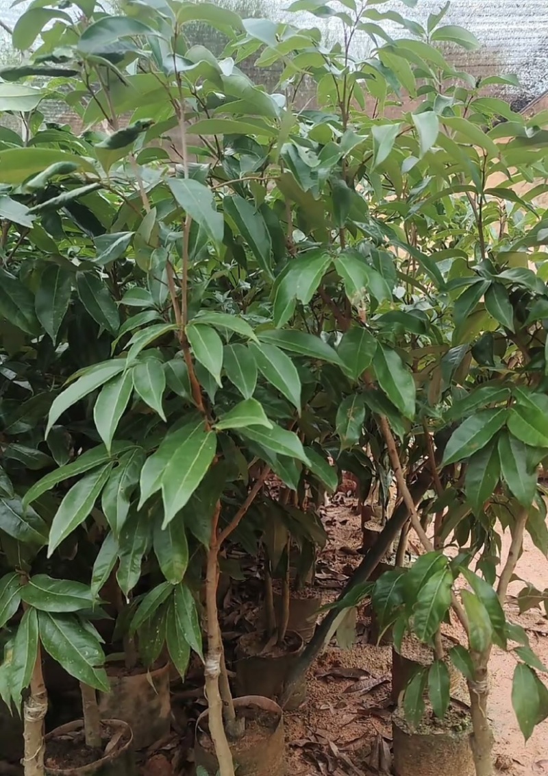 广西妃子笑土球苗，产地直发，保质保量，欢迎老板前来选购