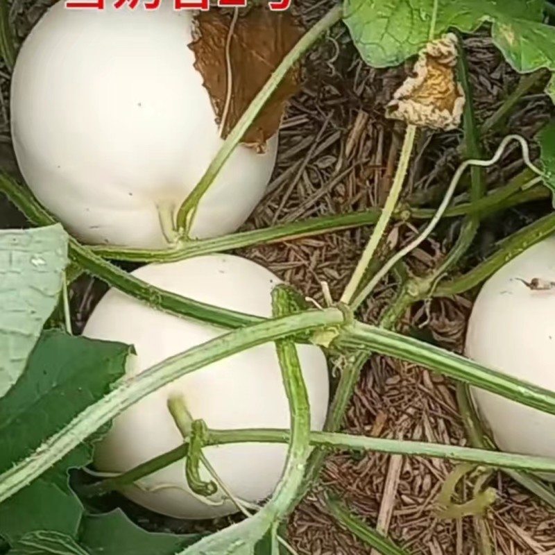 雪奶香2号甜瓜种子早熟皮薄香瓜种子高糖果皮果肉纯白色甜瓜
