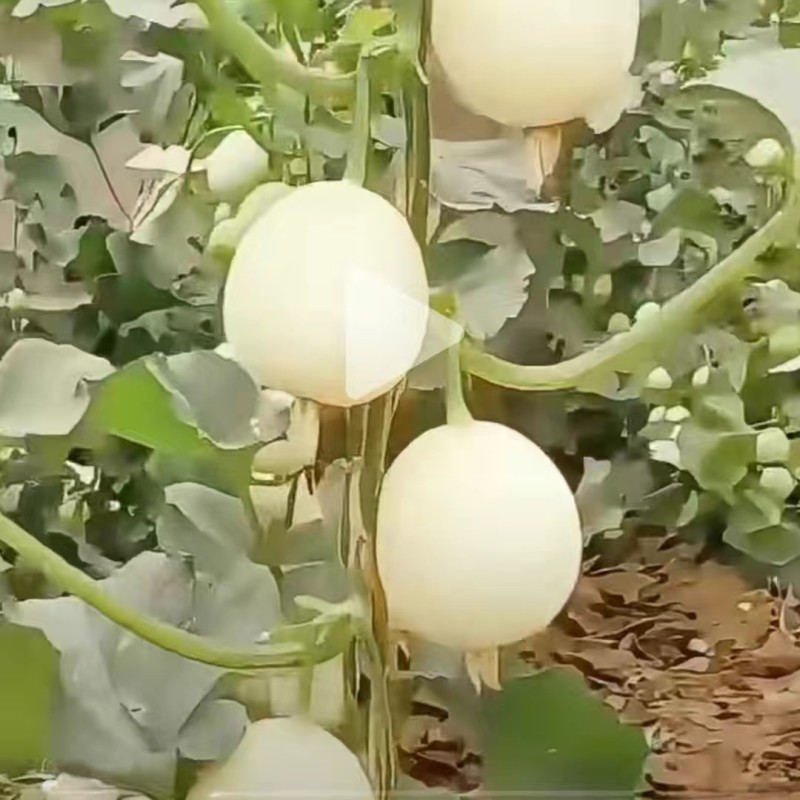 雪奶香2号甜瓜种子早熟皮薄香瓜种子高糖果皮果肉纯白色甜瓜