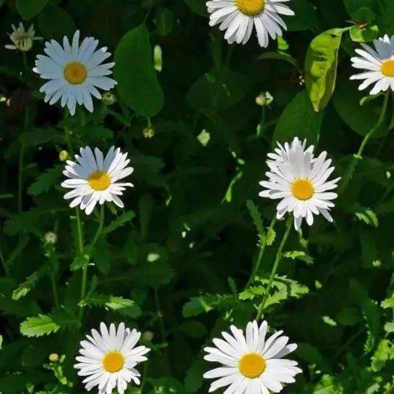 大滨菊