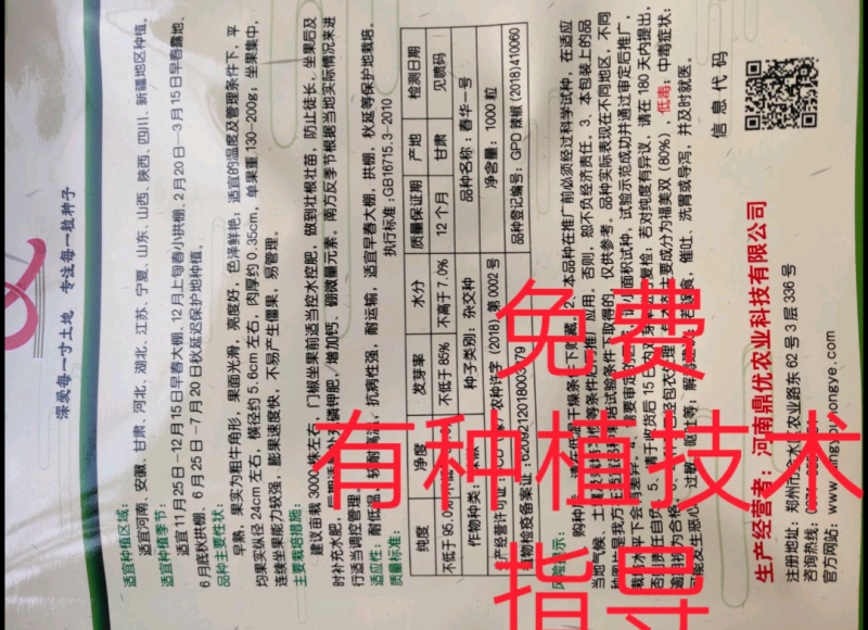 春华一号泡椒品种大果型早熟长24cm重200克不骗人放心