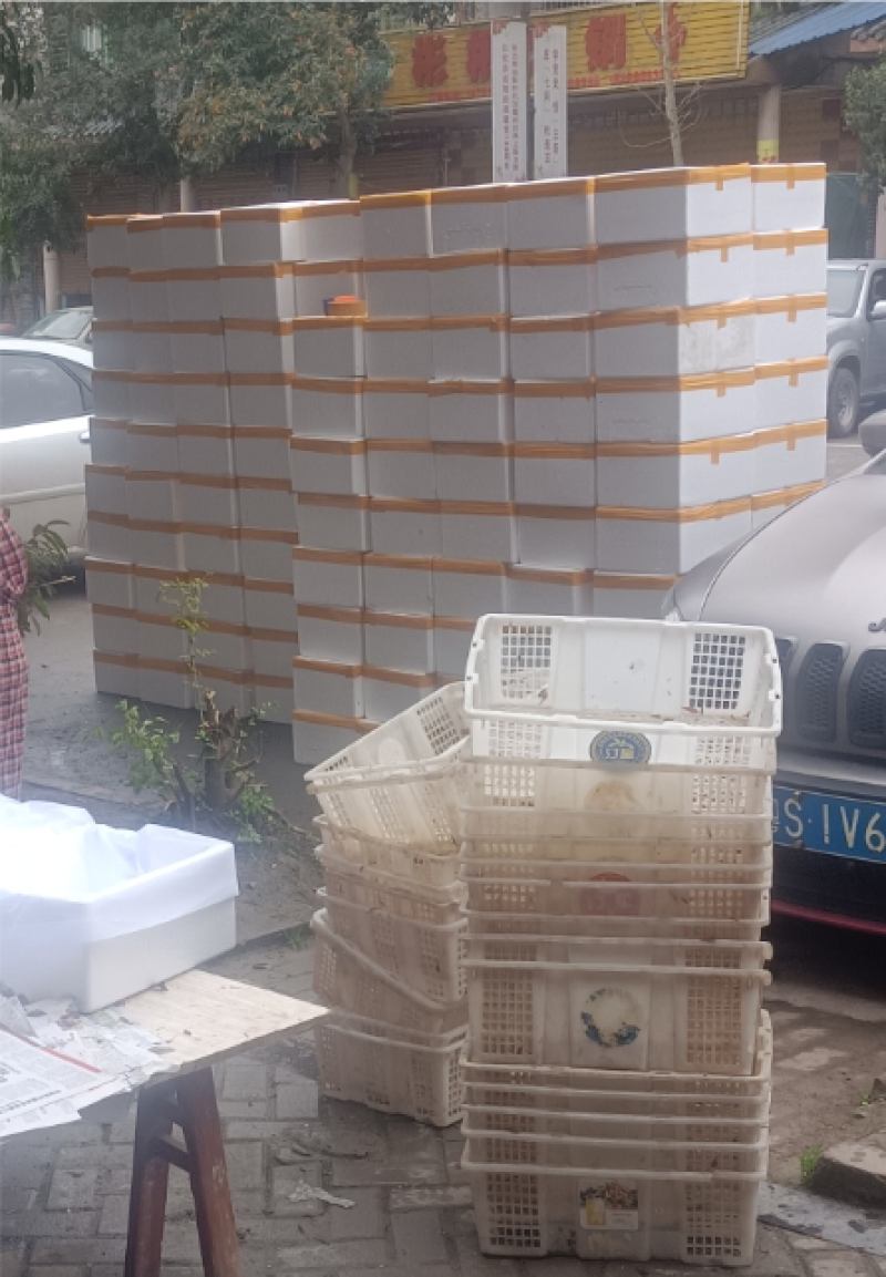 红油香椿芽头茬嫩芽产地直销，批发，代收全国发货