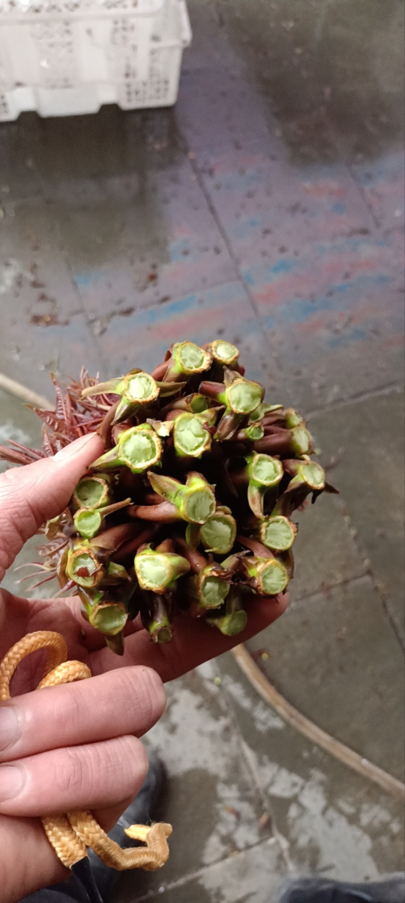 红油香椿芽头茬嫩芽产地直销，批发，代收全国发货