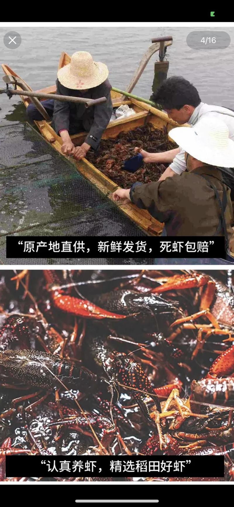 青虾龙虾种虾虾苗基地直发批发打包出