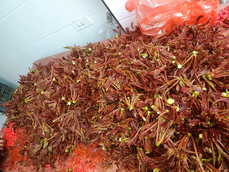 红油香椿芽头茬嫩芽产地直销，批发，代收全国发货