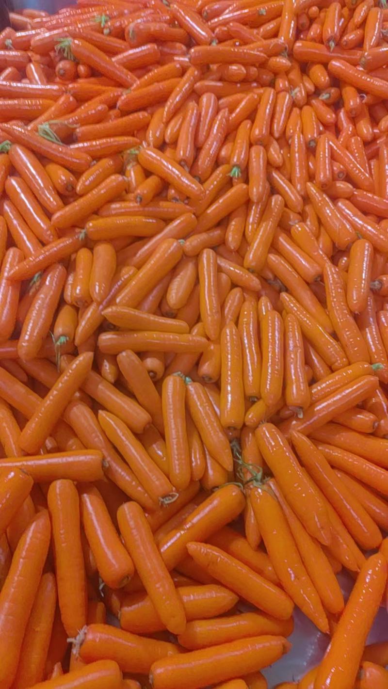 胡萝卜三红胡萝卜产地直发供应市场以及商超，电商等