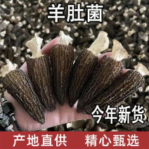 羊肚菌