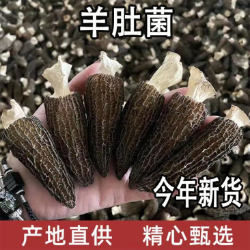 羊肚菌