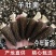 羊肚菌