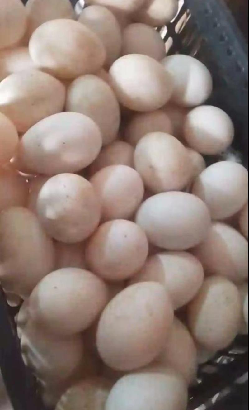 河南开封鲜鸭蛋大量供应，保质保量对接全国客商可视频验货