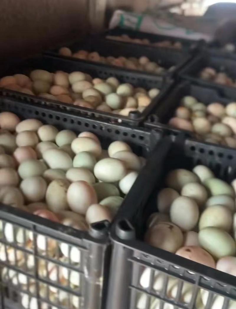 河南开封鲜鸭蛋大量供应，保质保量对接全国客商可视频验货