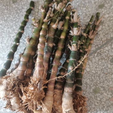 罗汉竹