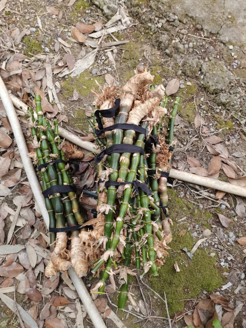 罗汉竹