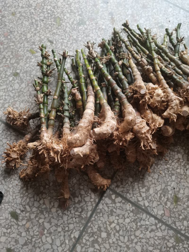 罗汉竹