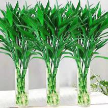 富贵竹海南富贵竹水培植物运转竹绿色盆栽批发1把/10颗