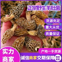 羊肚菌【正宗野生羊肚菌】深山野生羊肚菌香味羊肚菌干货