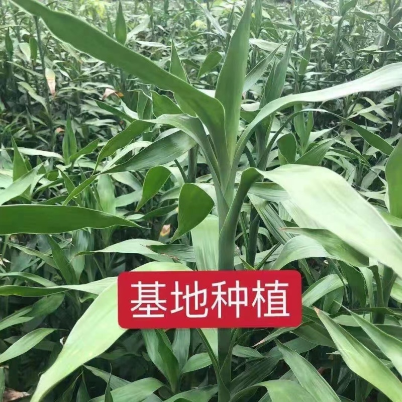 富贵竹海南富贵竹水培植物运转竹绿色盆栽批发1把/10颗