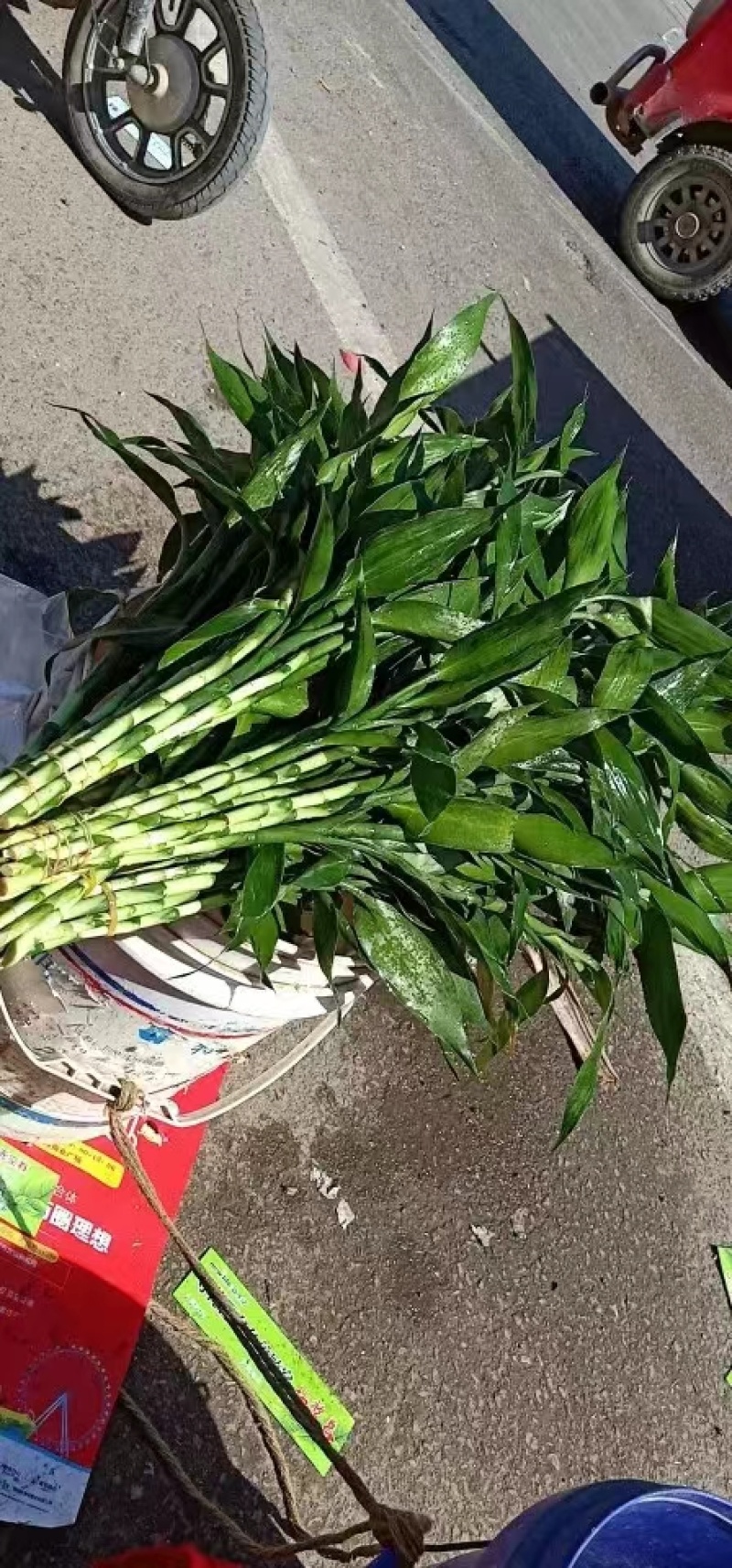 富贵竹海南富贵竹水培植物运转竹绿色盆栽批发1把/10颗