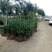 大叶黄杨小苗
