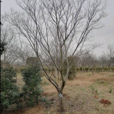 大叶朴树
