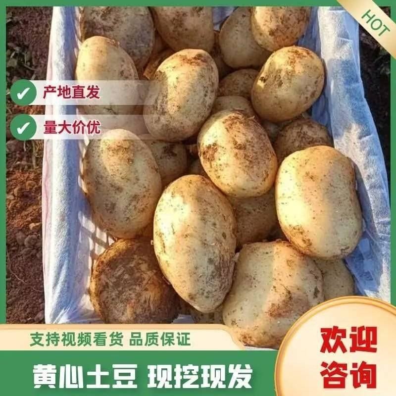 辽宁土豆黄心土豆V7沃土品种齐全货源充足量大从优质量保证