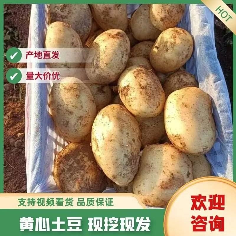 辽宁土豆黄心土豆V7沃土品种齐全货源充足量大从优质量保证