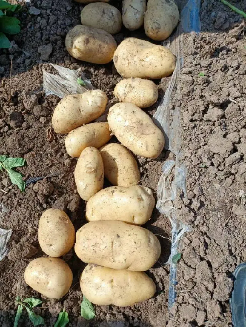 辽宁土豆黄心土豆V7沃土品种齐全货源充足量大从优质量保证