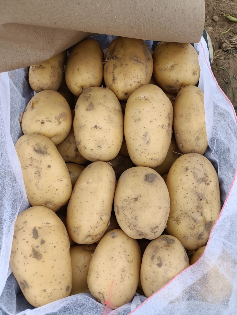 辽宁土豆黄心土豆V7沃土品种齐全货源充足量大从优质量保证